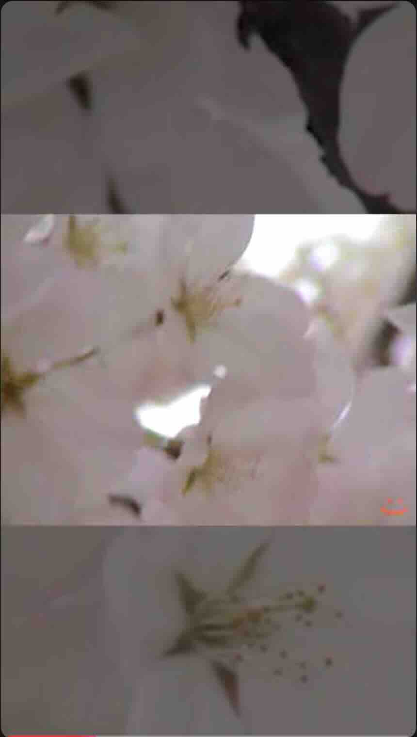 Scroll Down Thumbnail